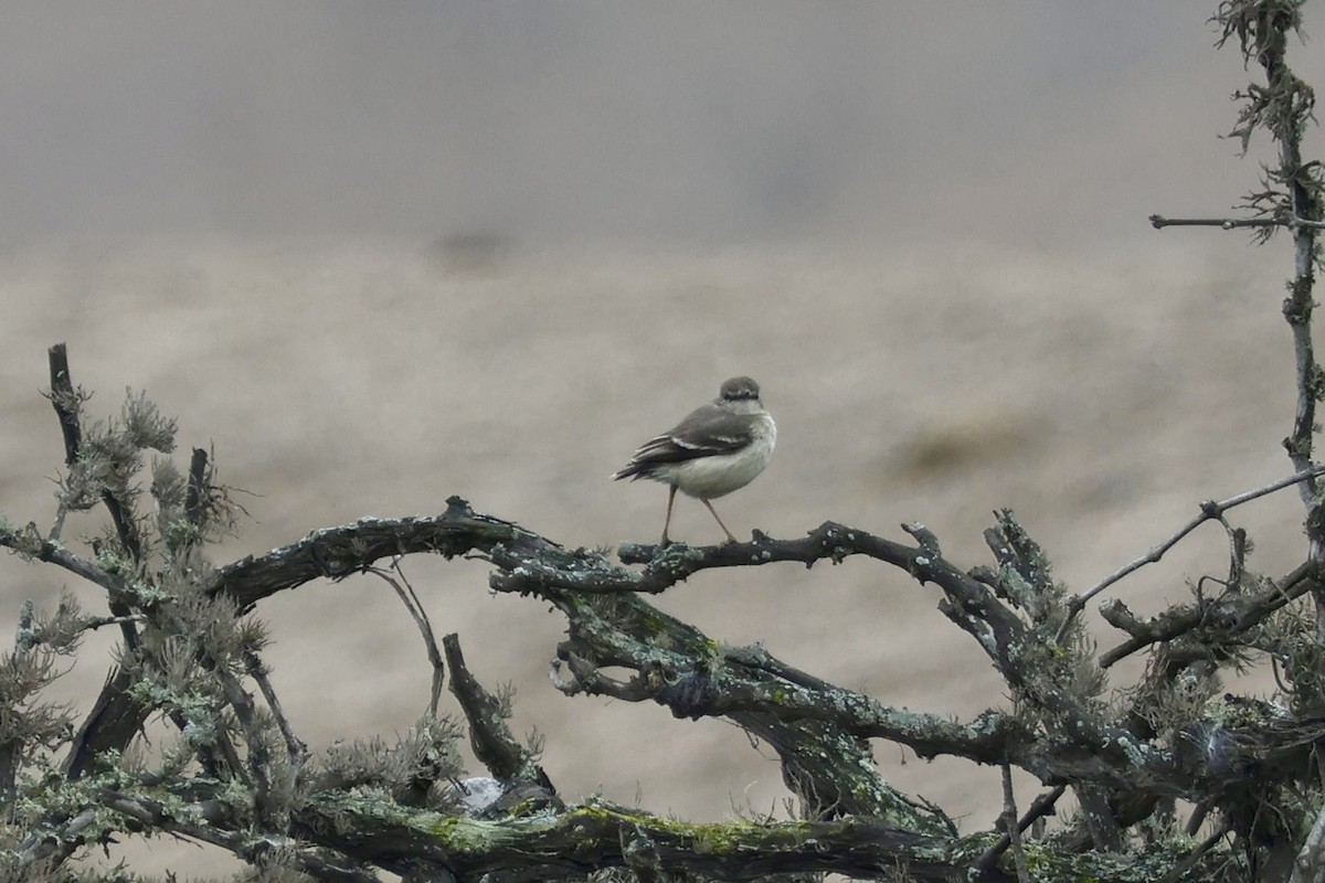 Short-tailed Field Tyrant - ML641371123