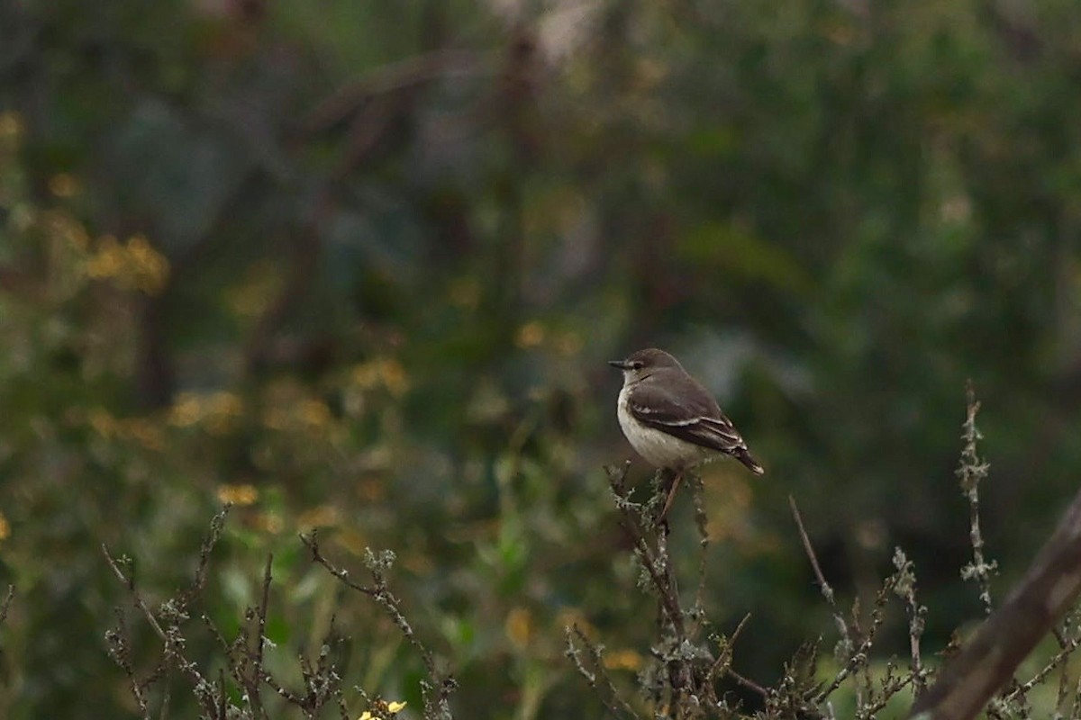 Short-tailed Field Tyrant - ML641371124