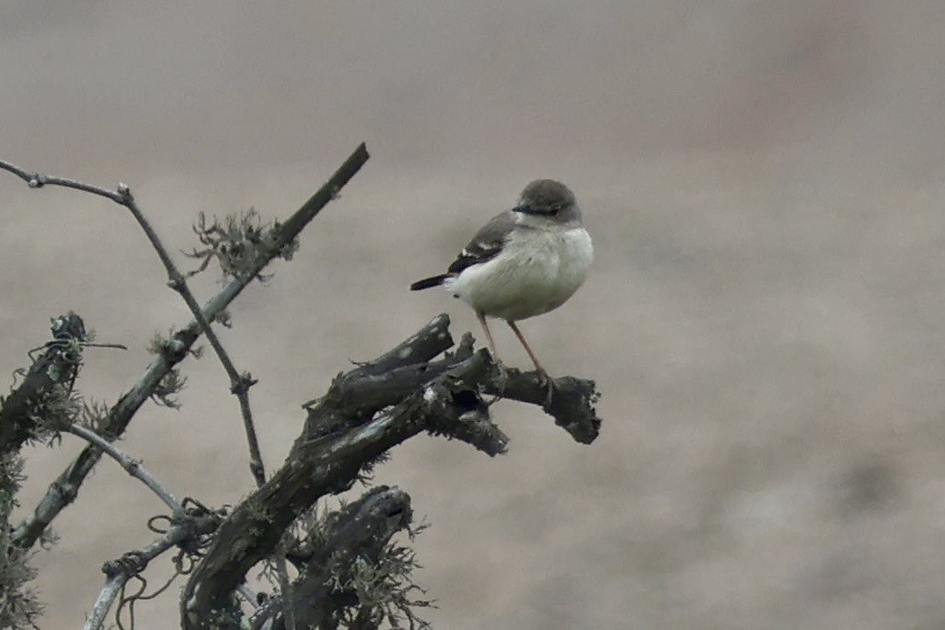 Short-tailed Field Tyrant - ML641371126