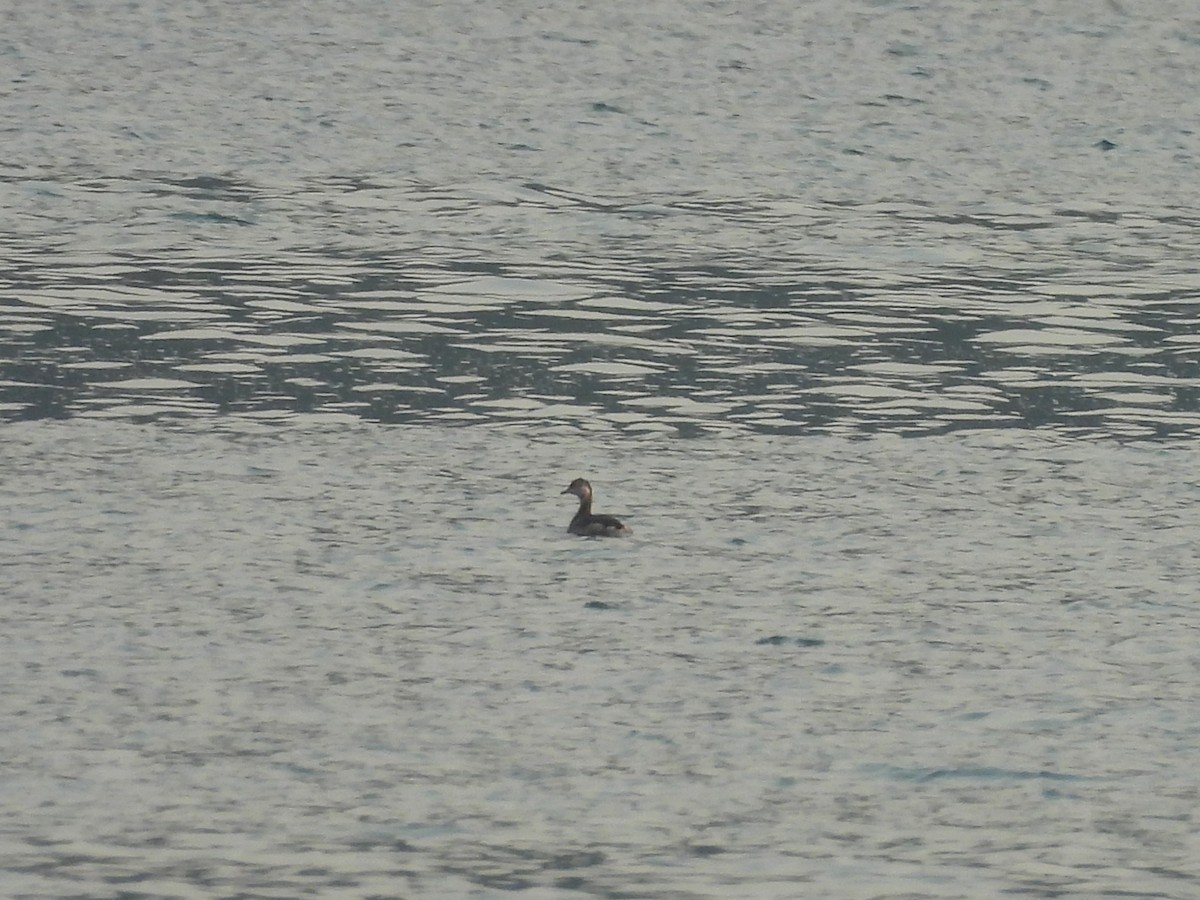 Horned Grebe - ML641371172