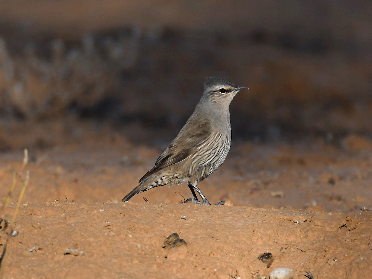 Brown Treecreeper - ML641371181