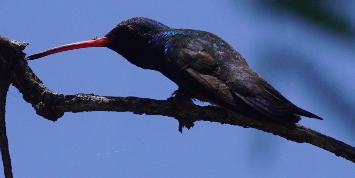 Colibri circé - ML641371185