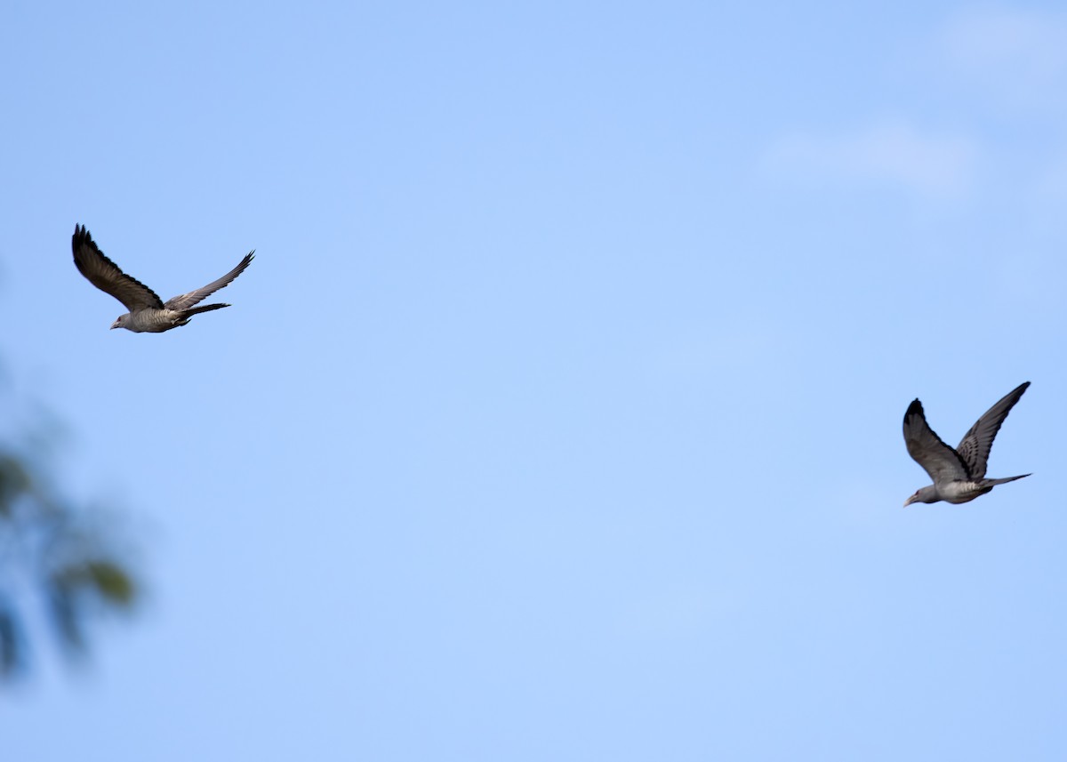 Channel-billed Cuckoo - ML641371188