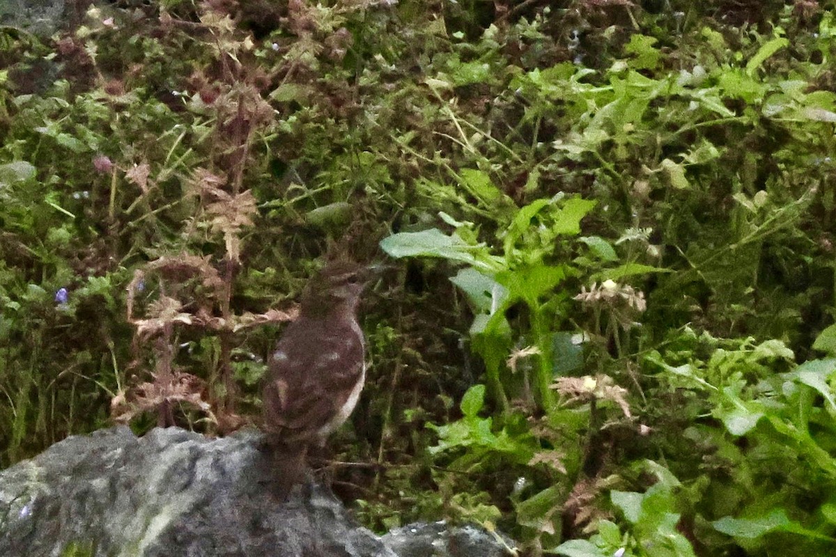 Thick-billed Miner - ML641371194