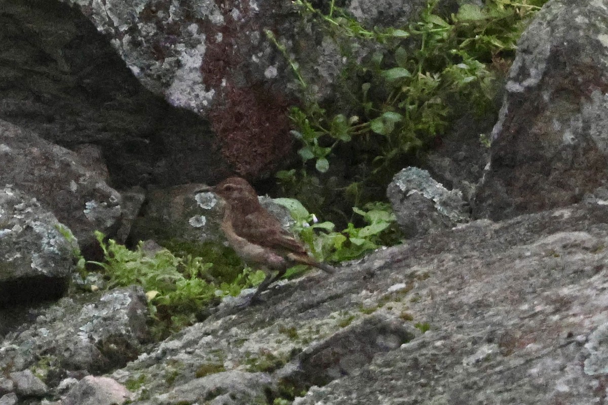Thick-billed Miner - ML641371195