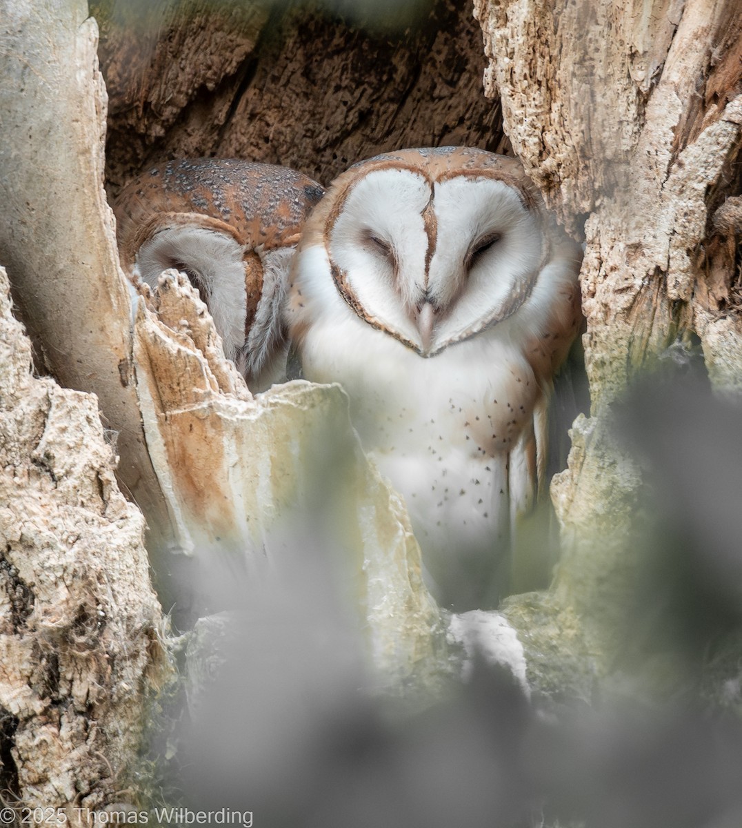 American Barn Owl - ML641371208