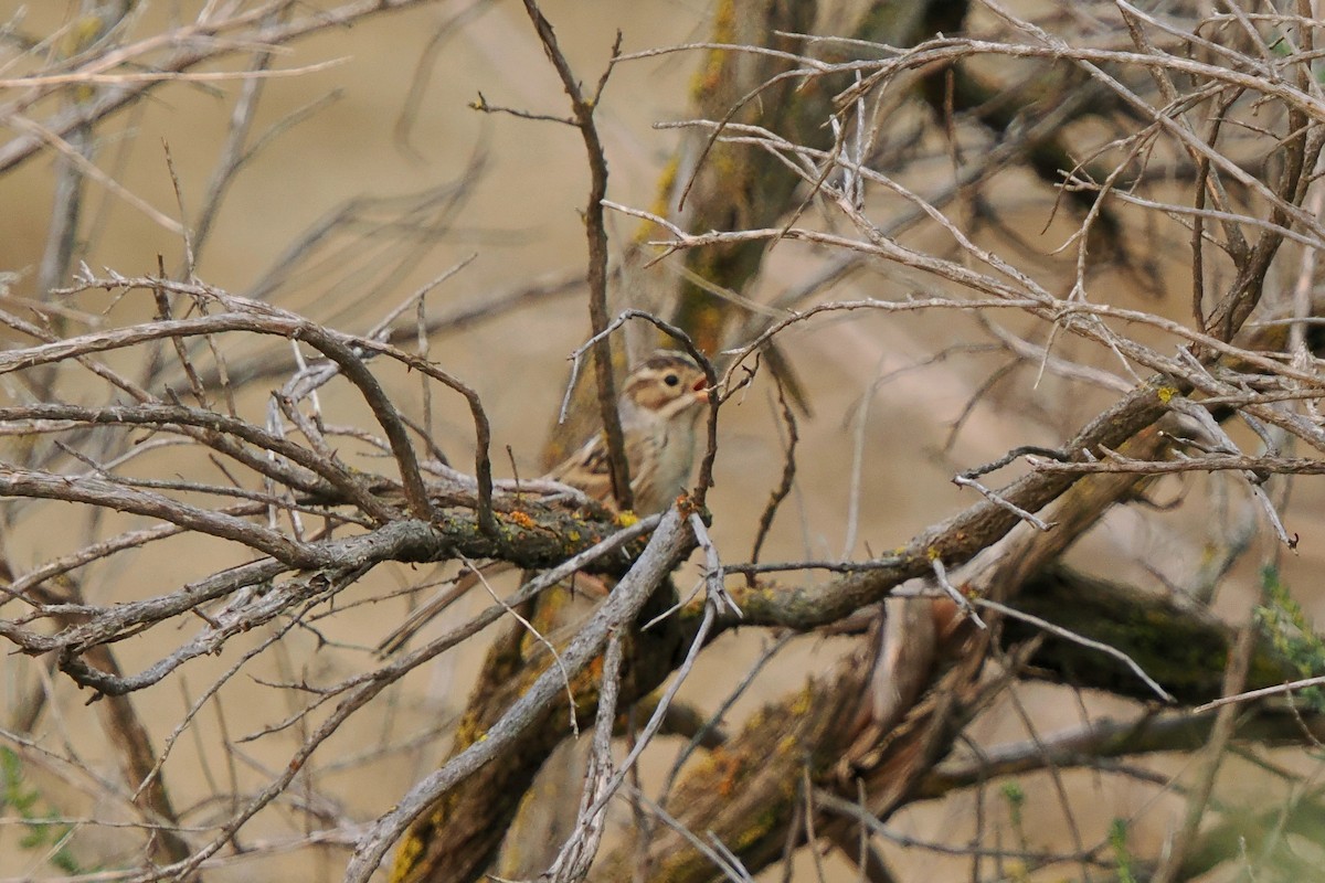 Clay-colored Sparrow - ML641371214