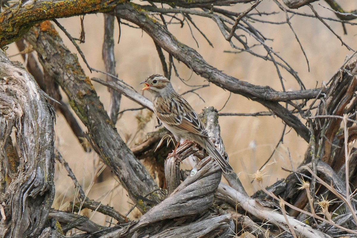 Clay-colored Sparrow - ML641371216