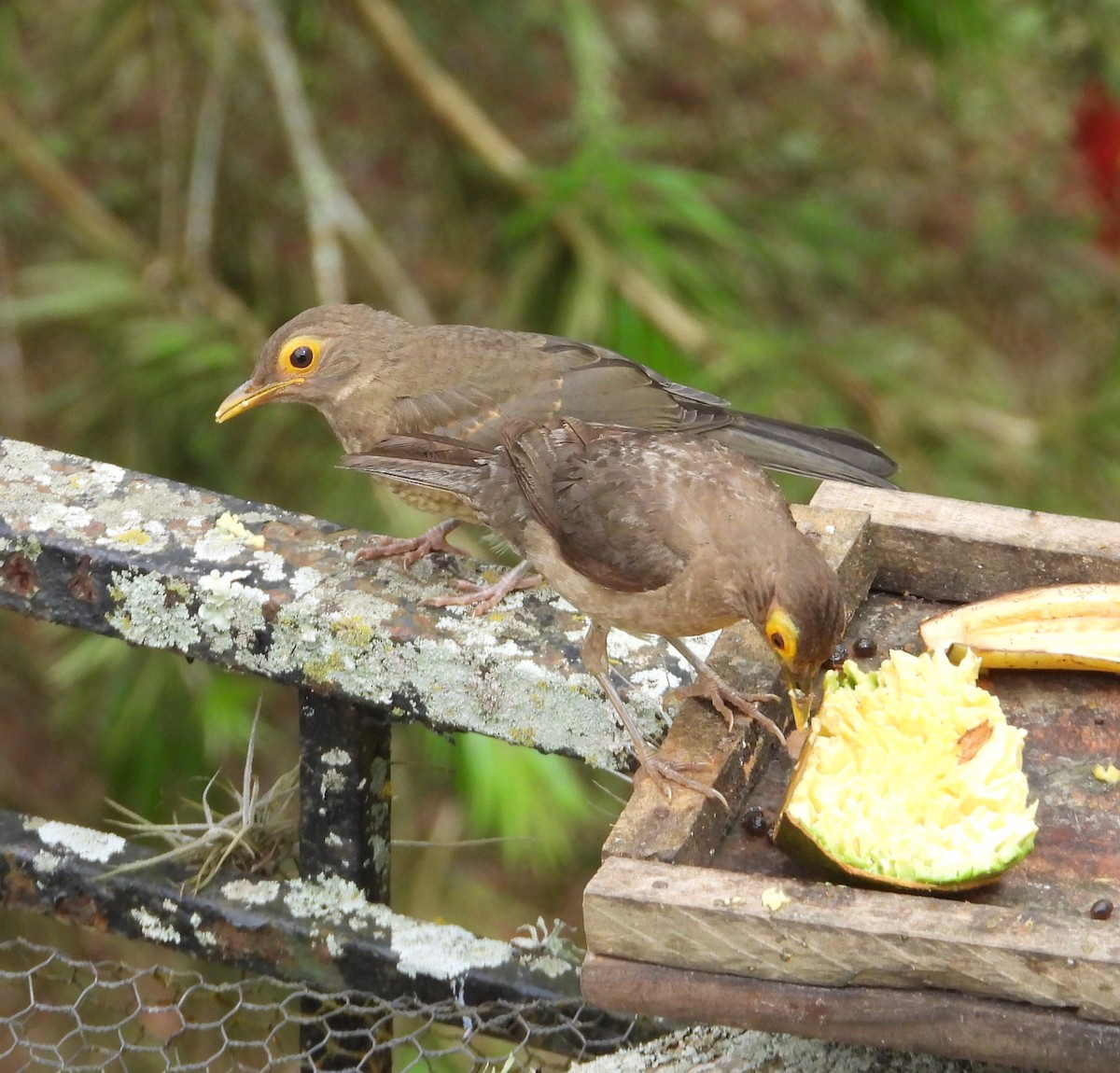 Spectacled Thrush - ML641371232