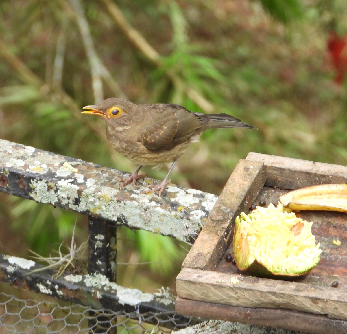 Spectacled Thrush - ML641371233