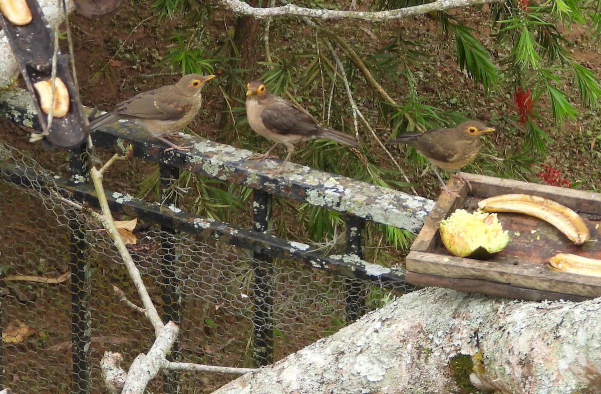 Spectacled Thrush - ML641371235