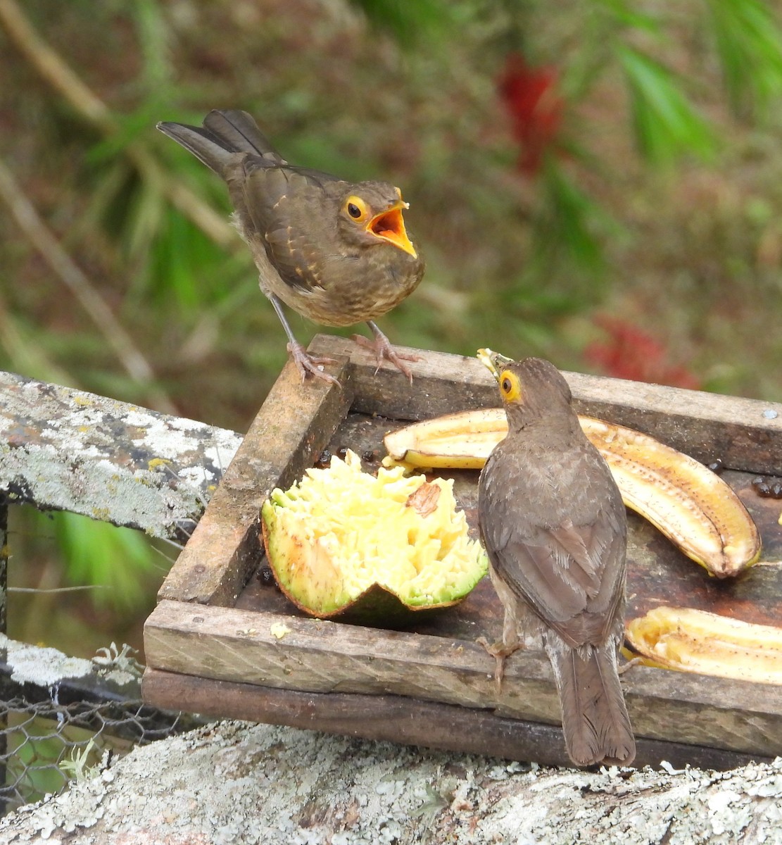 Spectacled Thrush - ML641371237