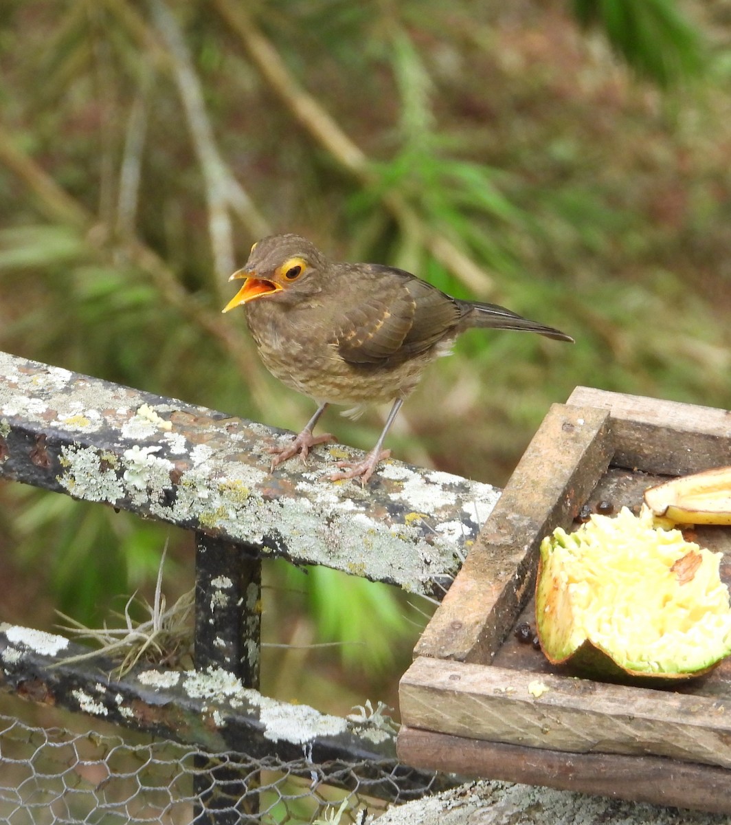 Spectacled Thrush - ML641371238
