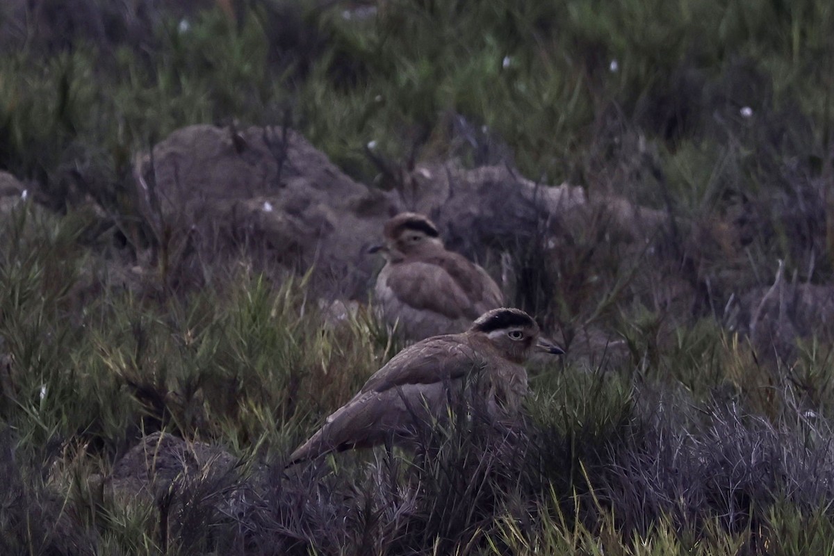 Peru Kocagözü - ML641371251