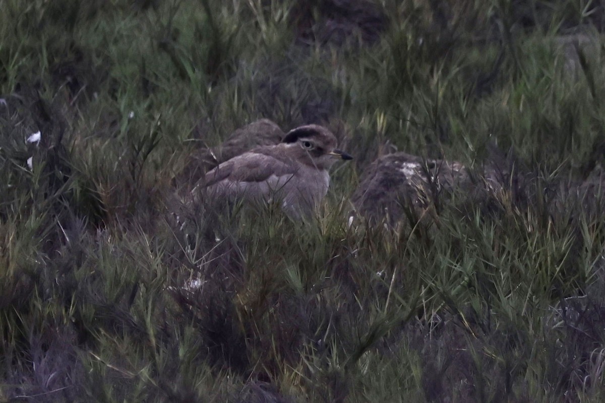 Peru Kocagözü - ML641371252
