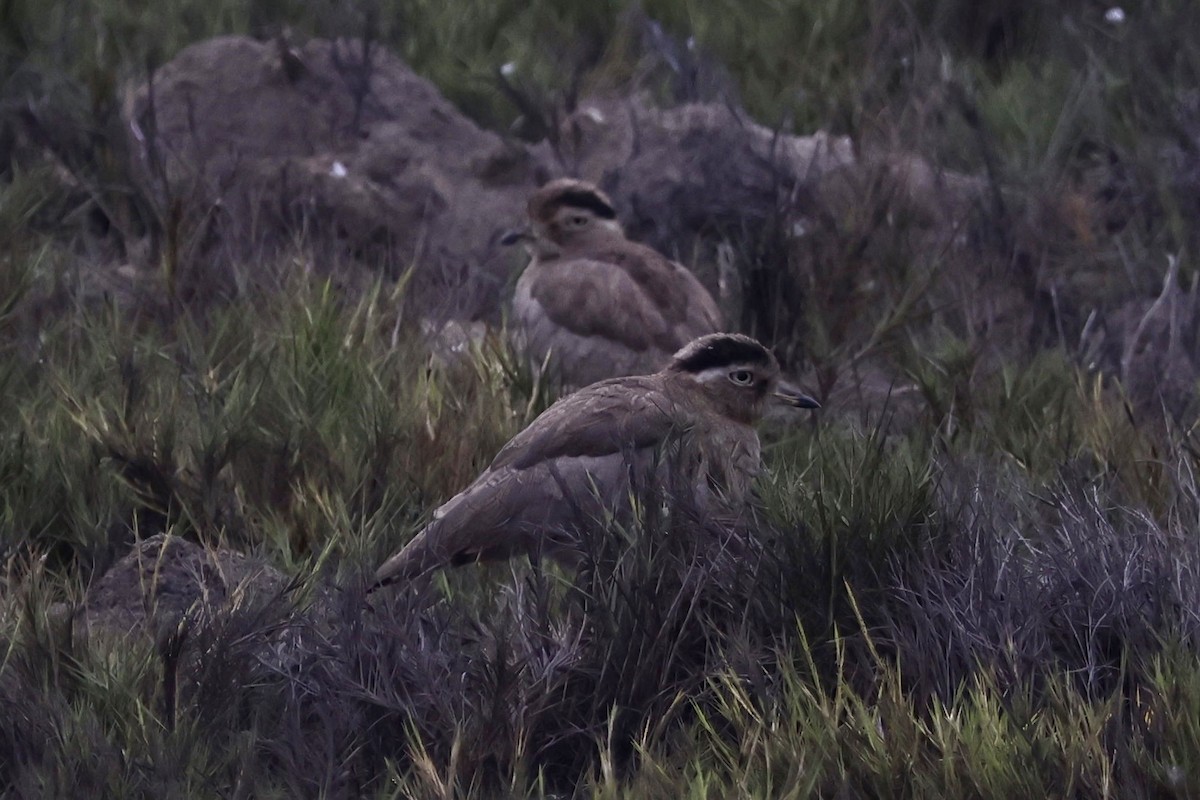 Peru Kocagözü - ML641371253