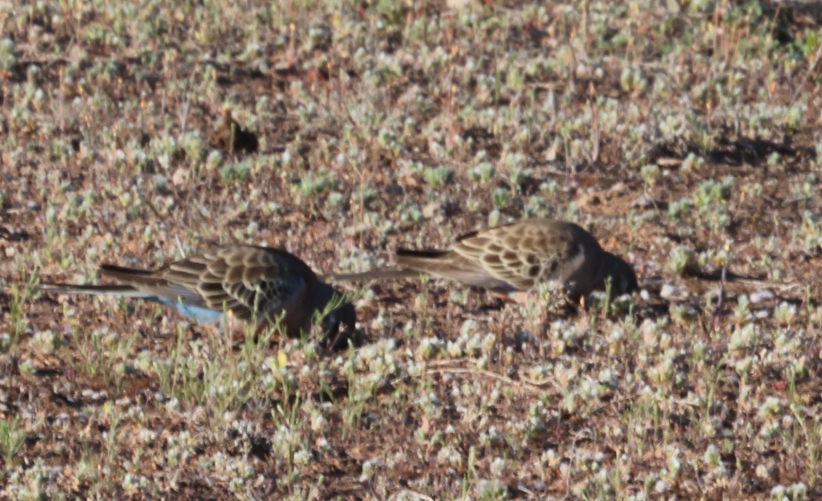Bourke's Parrot - ML641371271