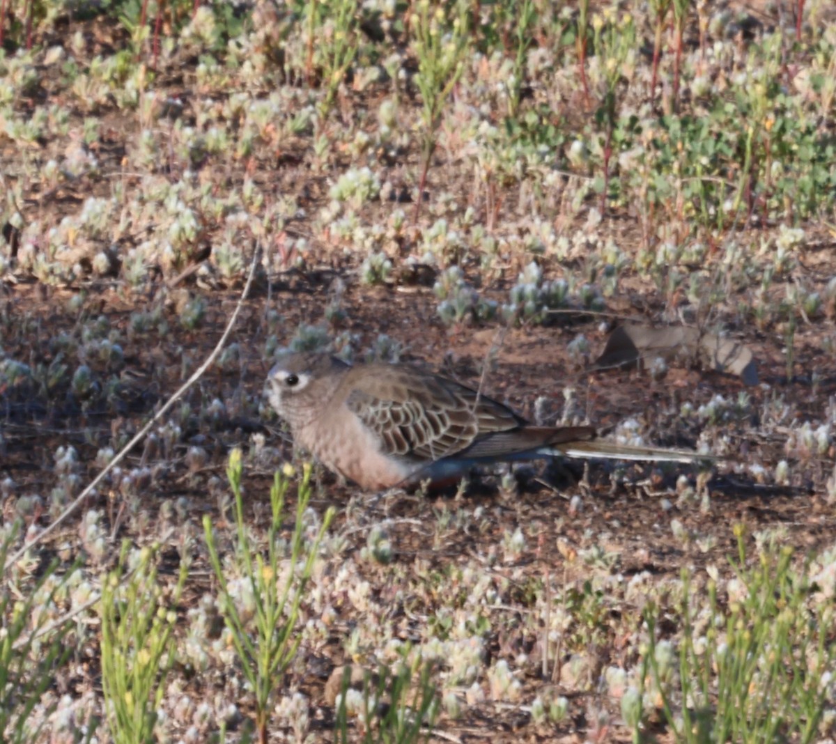 Bourke's Parrot - ML641371272
