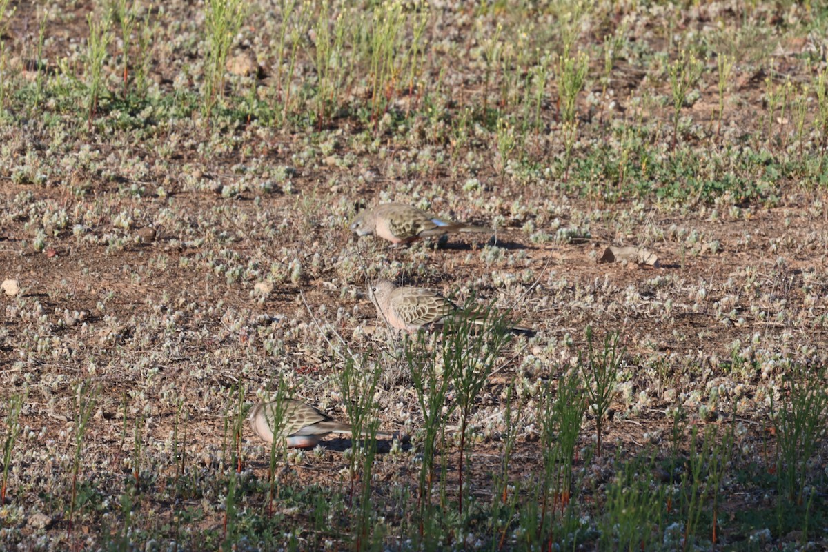 Bourke's Parrot - ML641371273