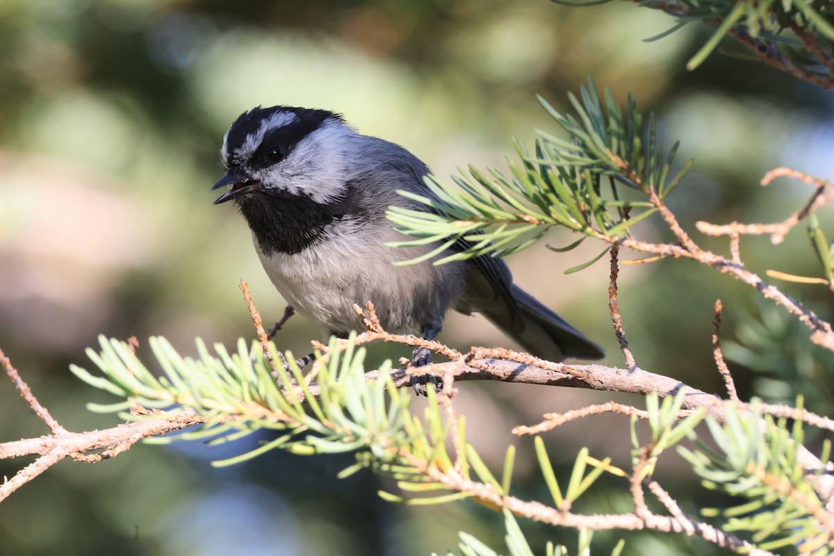 Mésange de Gambel - ML641371283