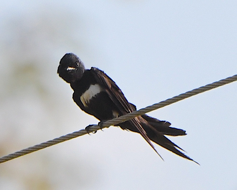 White-banded Swallow - ML641371358