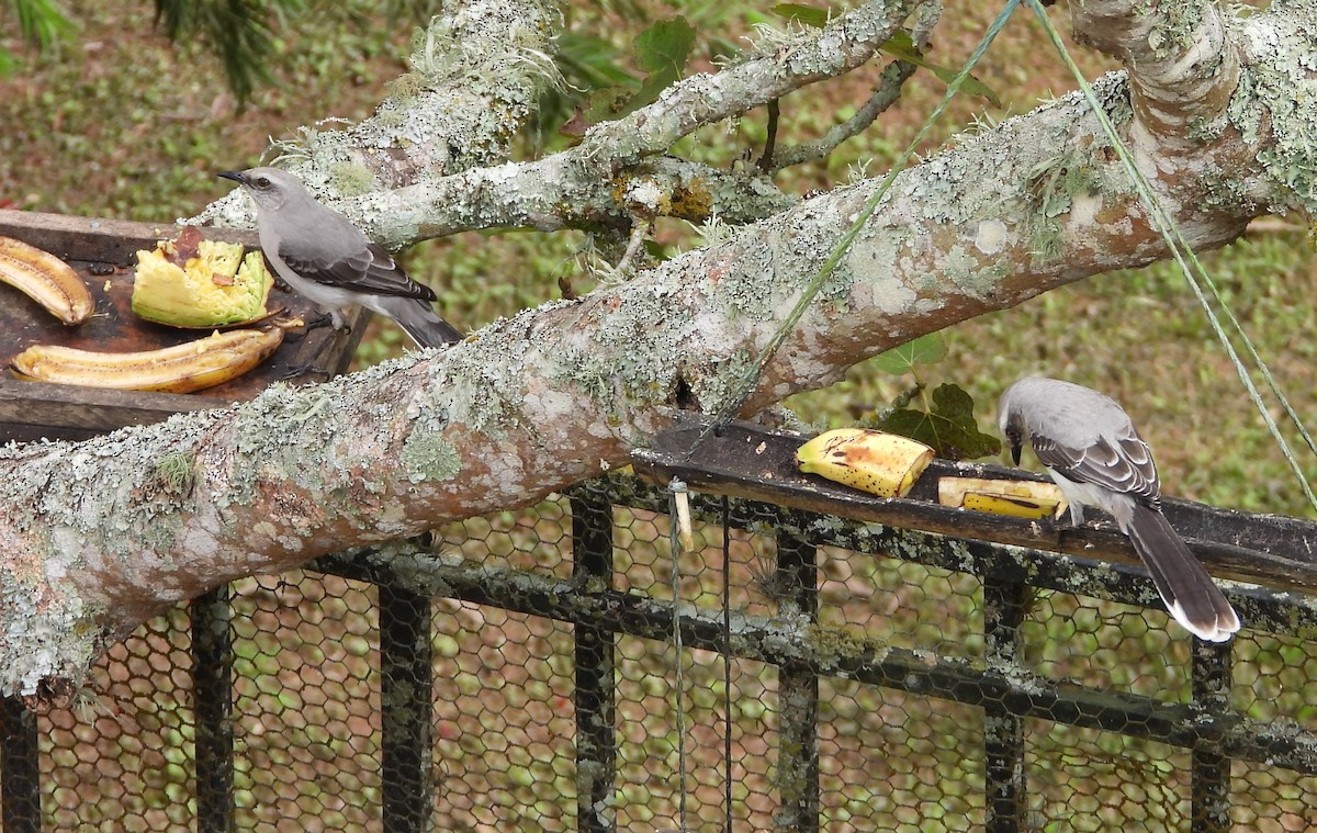 Tropical Mockingbird - ML641371360
