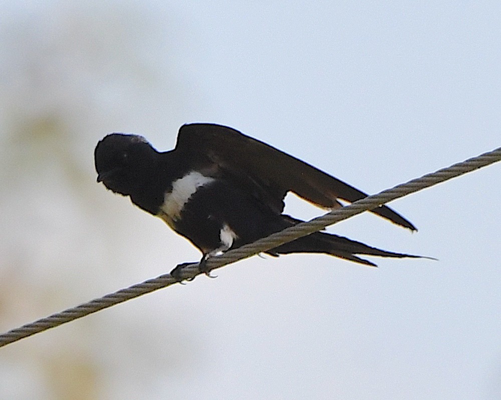 White-banded Swallow - ML641371385