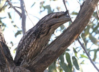 Tawny Frogmouth - ML641371420