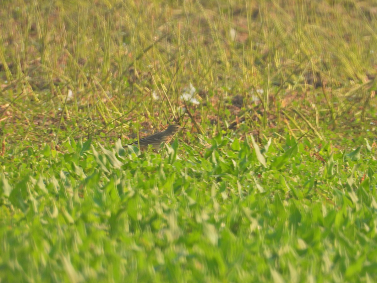 Pipit d'Amérique - ML641371451