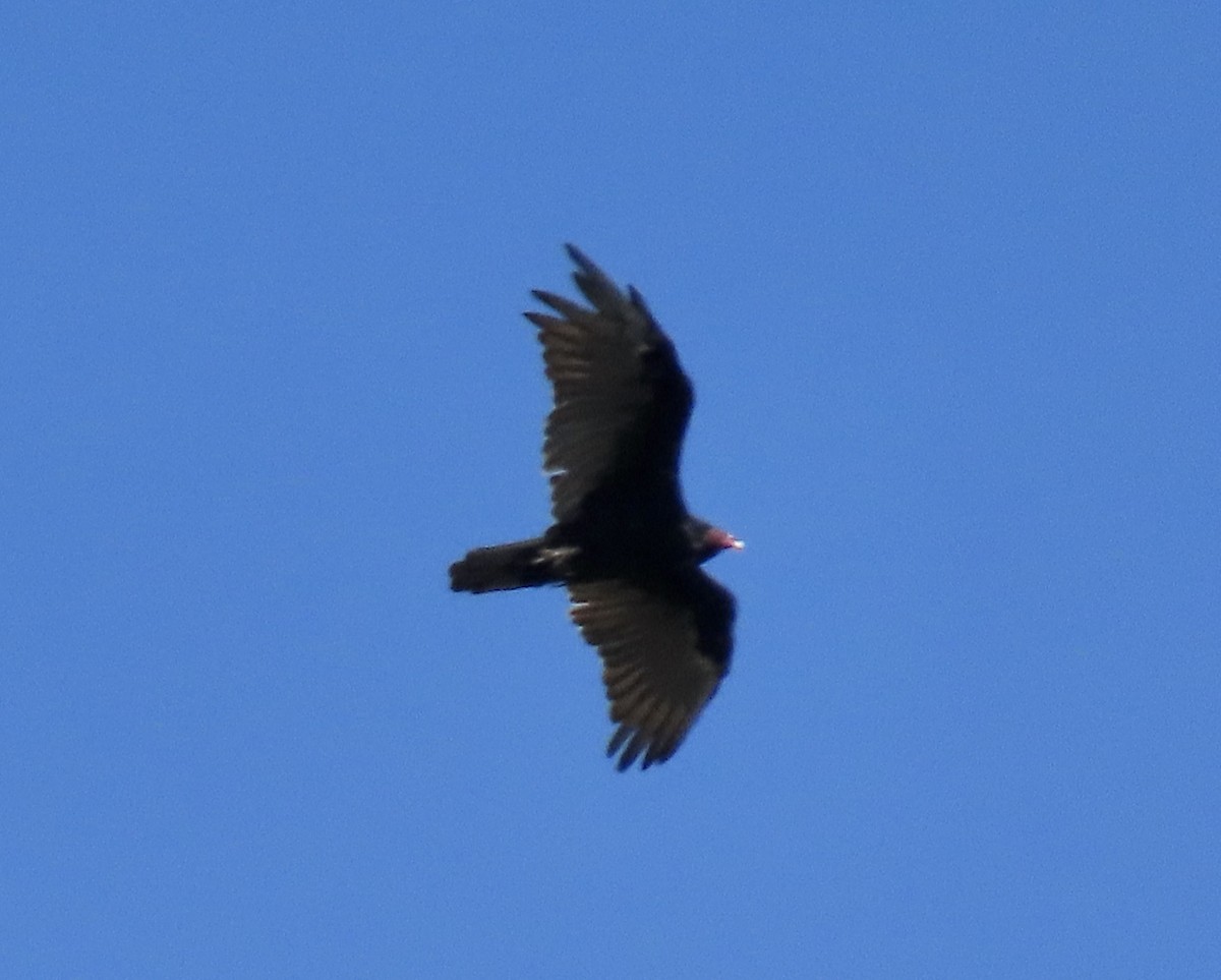 Turkey Vulture - ML641371505