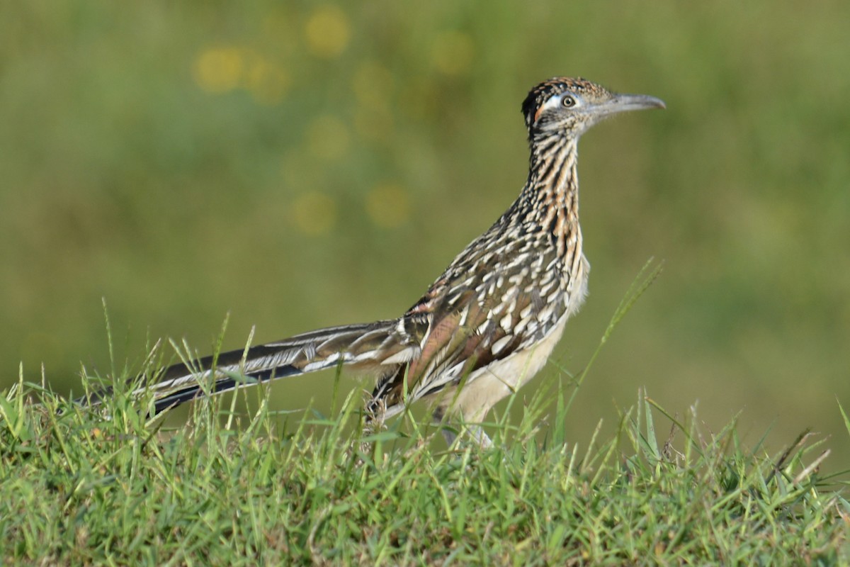 Greater Roadrunner - ML641371550