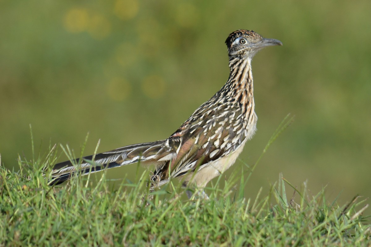 Greater Roadrunner - ML641371551
