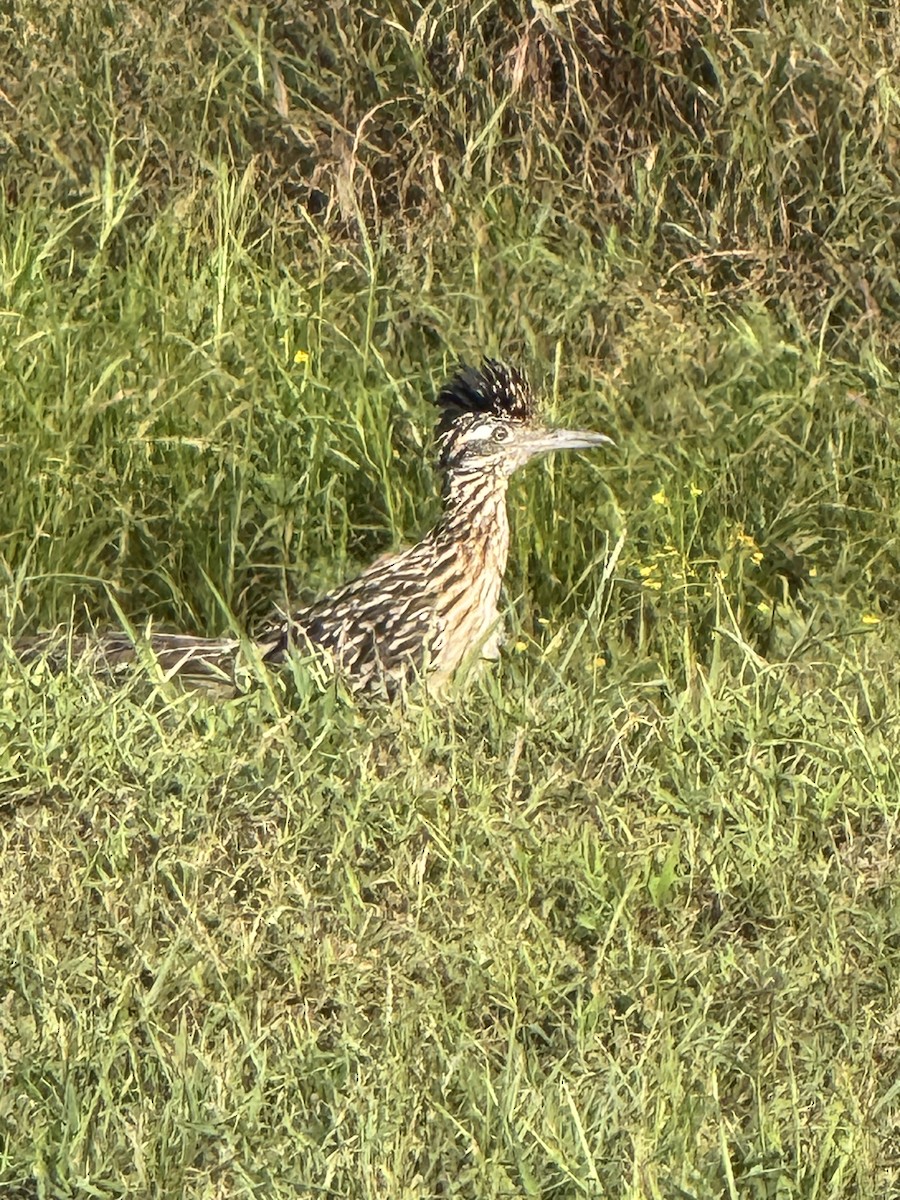 Greater Roadrunner - ML641371574