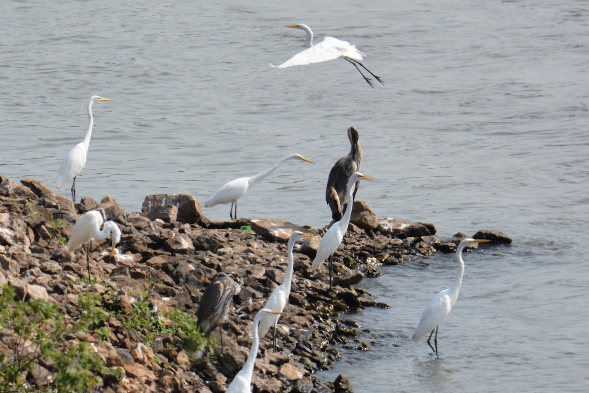 Great Egret - ML641371579