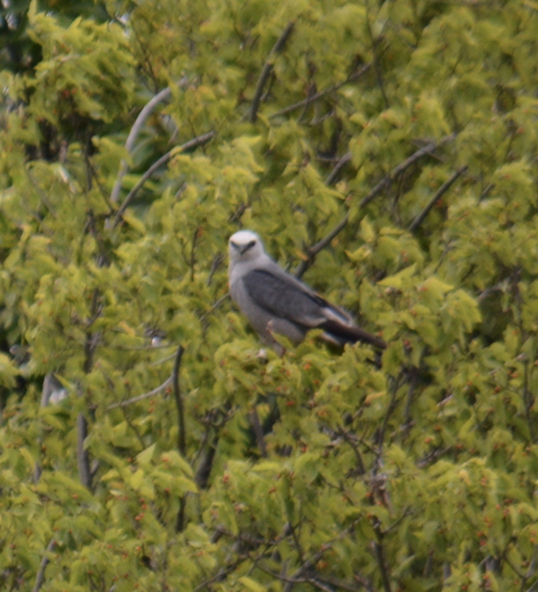 Mississippi Kite - ML641371590