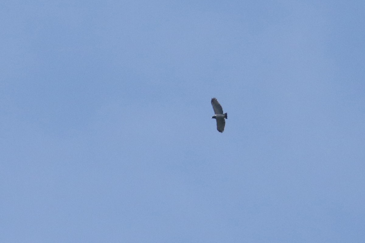 Barred Hawk - ML641371601