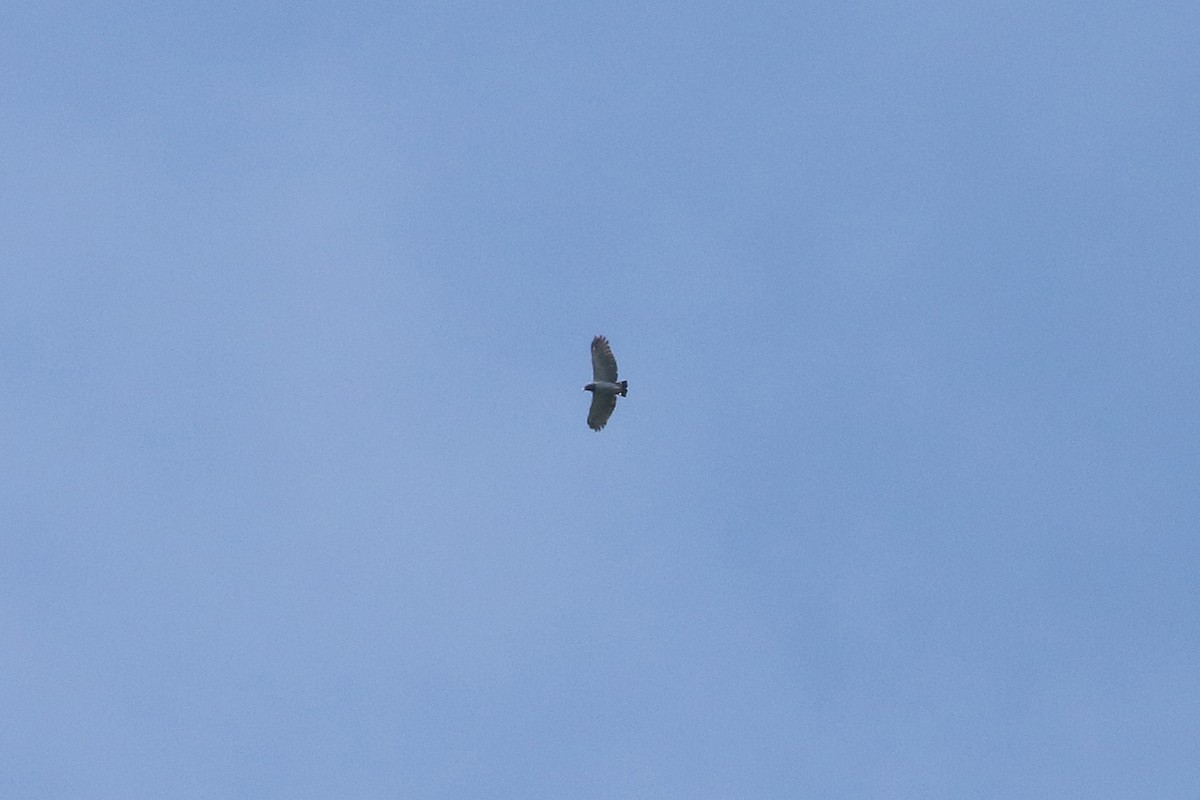 Barred Hawk - ML641371602