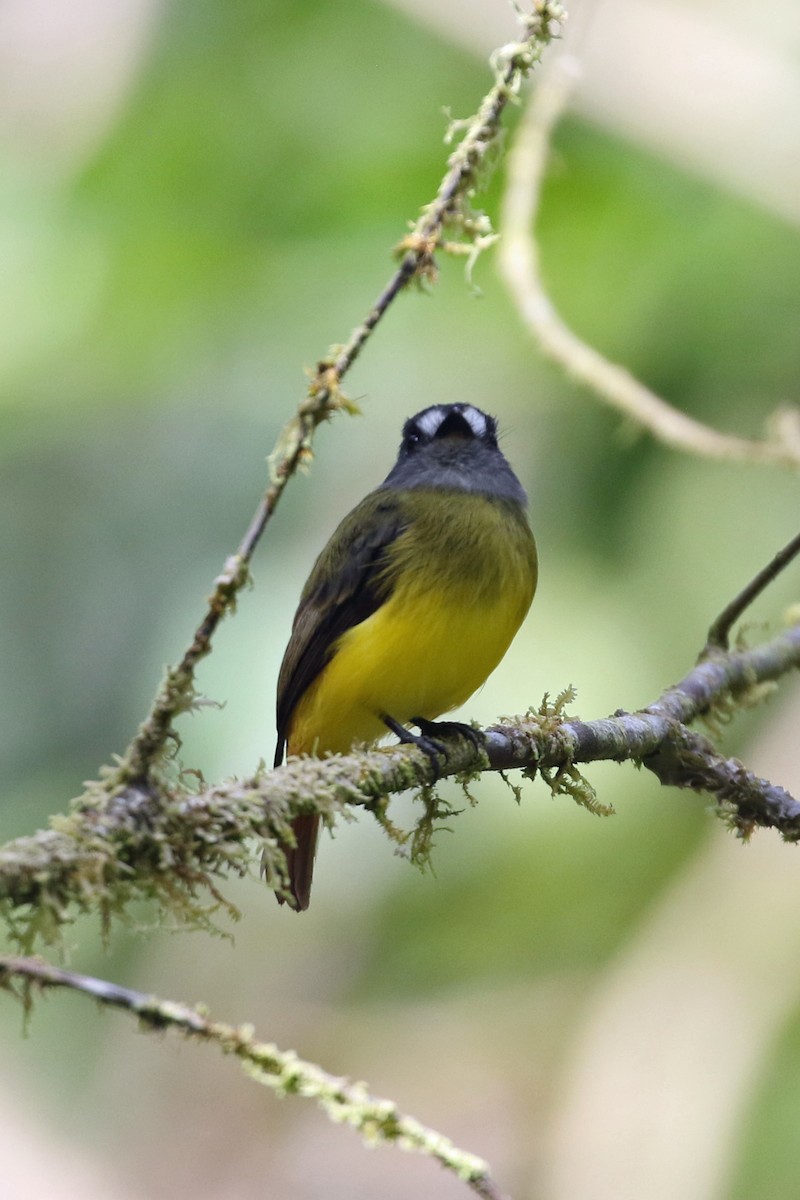 Ornate Flycatcher - ML641371619