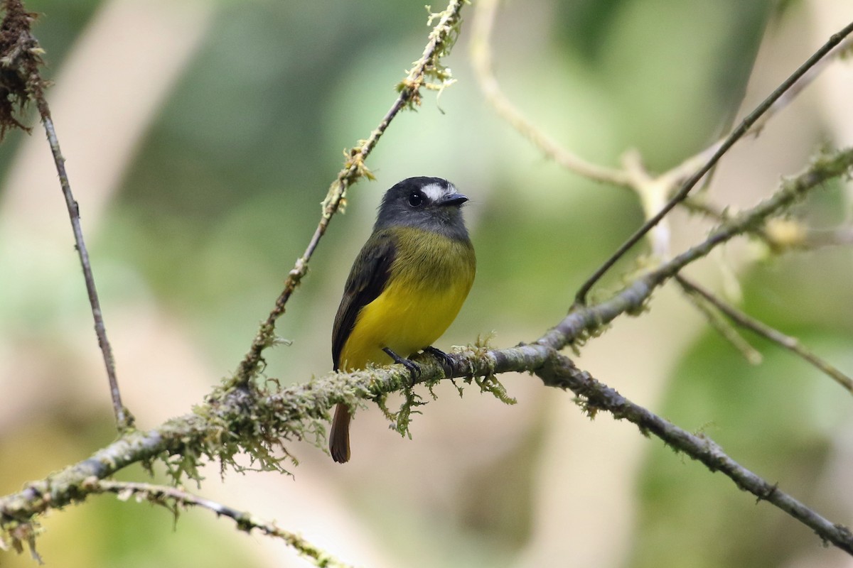 Ornate Flycatcher - ML641371620