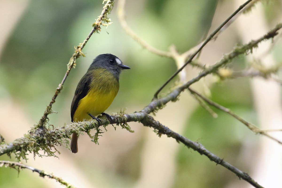 Ornate Flycatcher - ML641371621