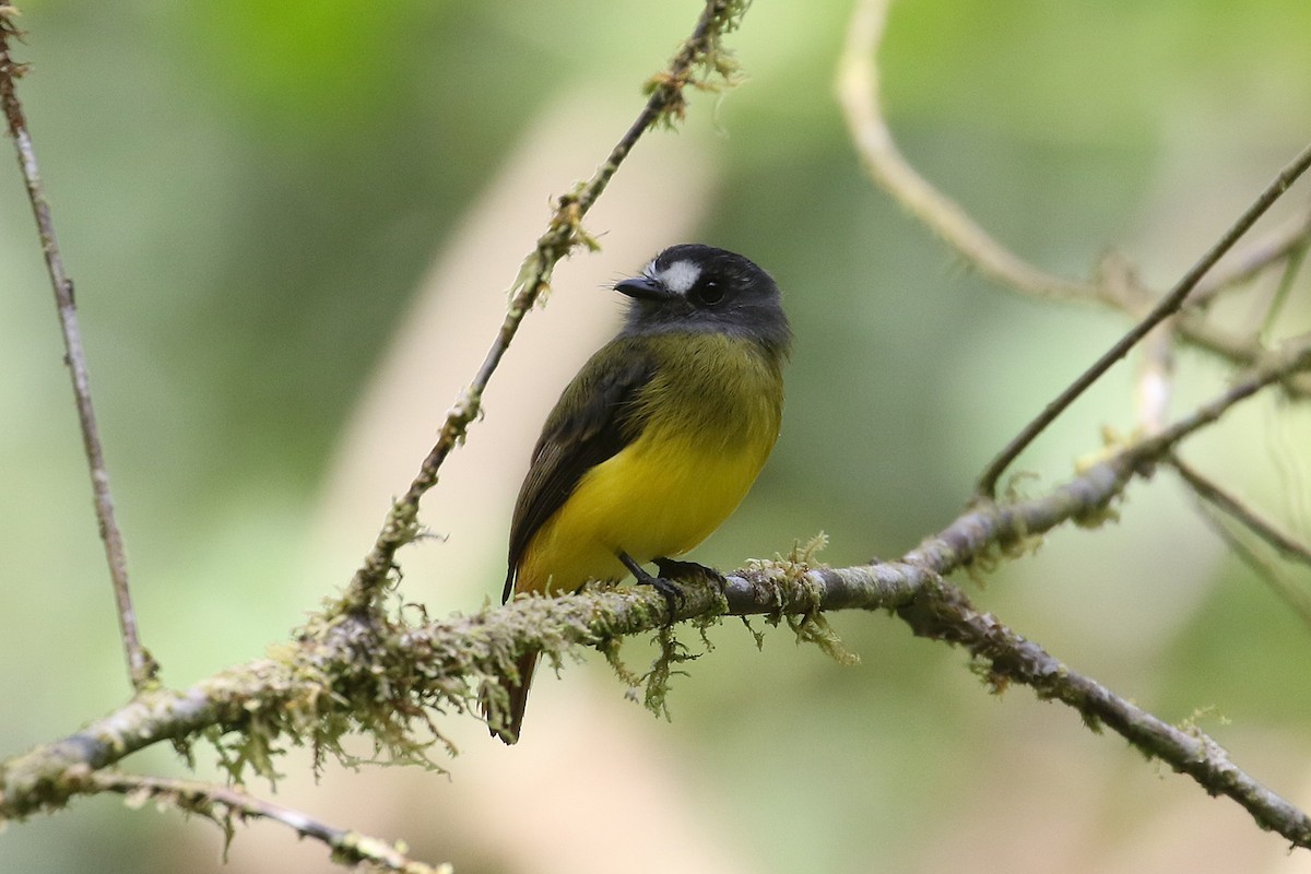 Ornate Flycatcher - ML641371622