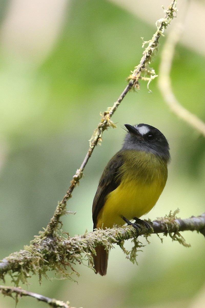 Ornate Flycatcher - ML641371625