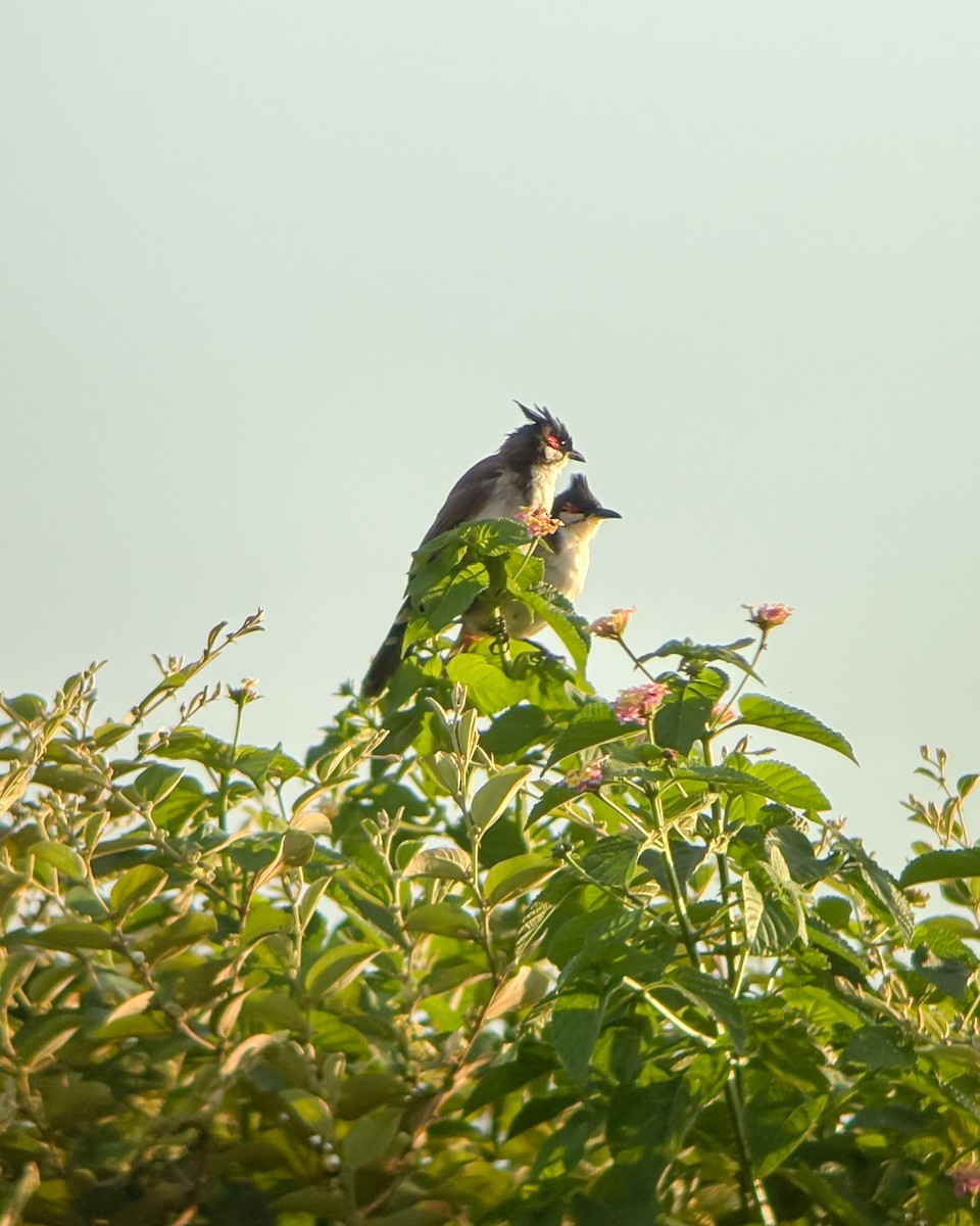 Red-whiskered Bulbul - ML641371633