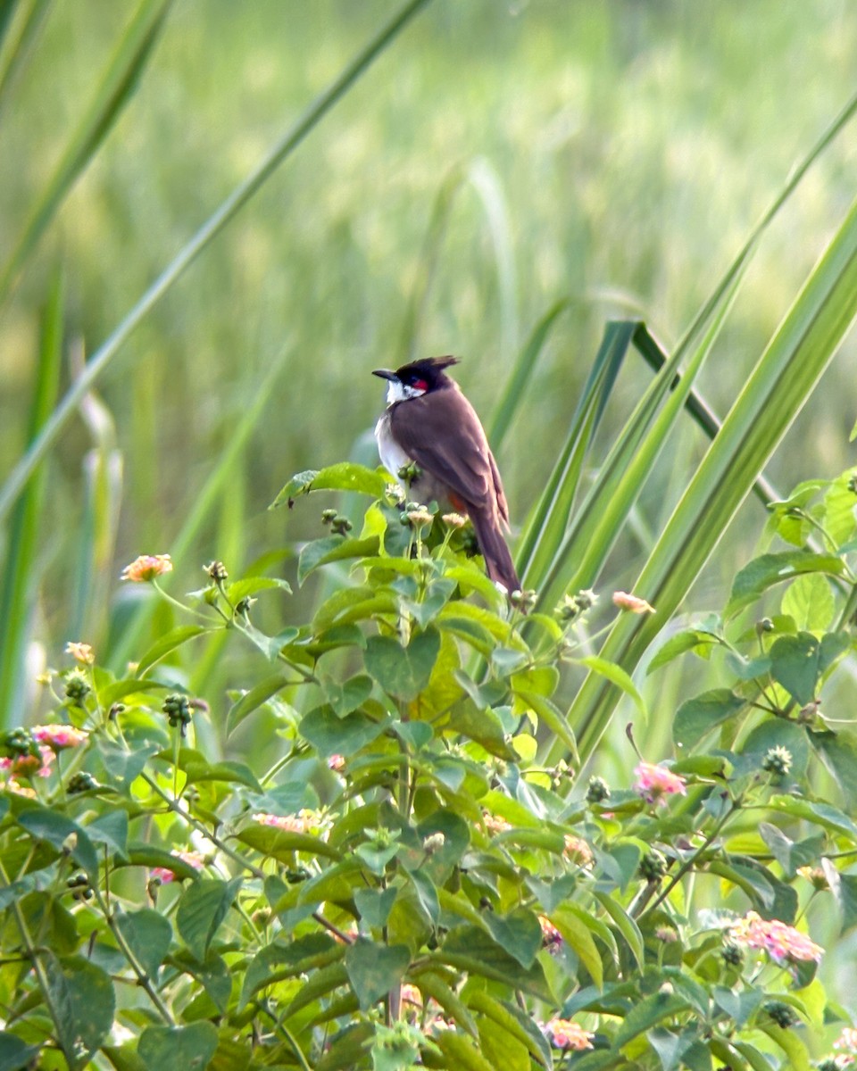 Red-whiskered Bulbul - ML641371634