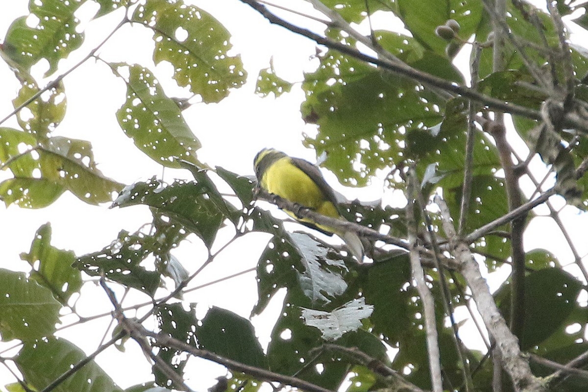 Lemon-browed Flycatcher - ML641371645