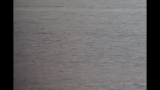 Качурка сиза - ML641371647