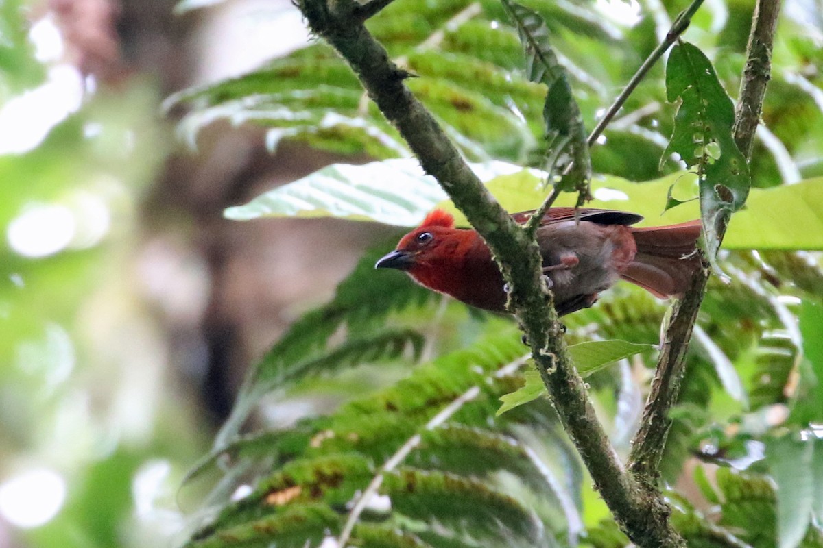 Crested Ant-Tanager - ML641371654