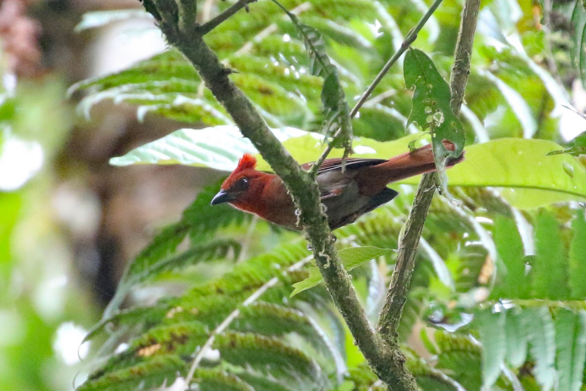 Crested Ant-Tanager - ML641371656