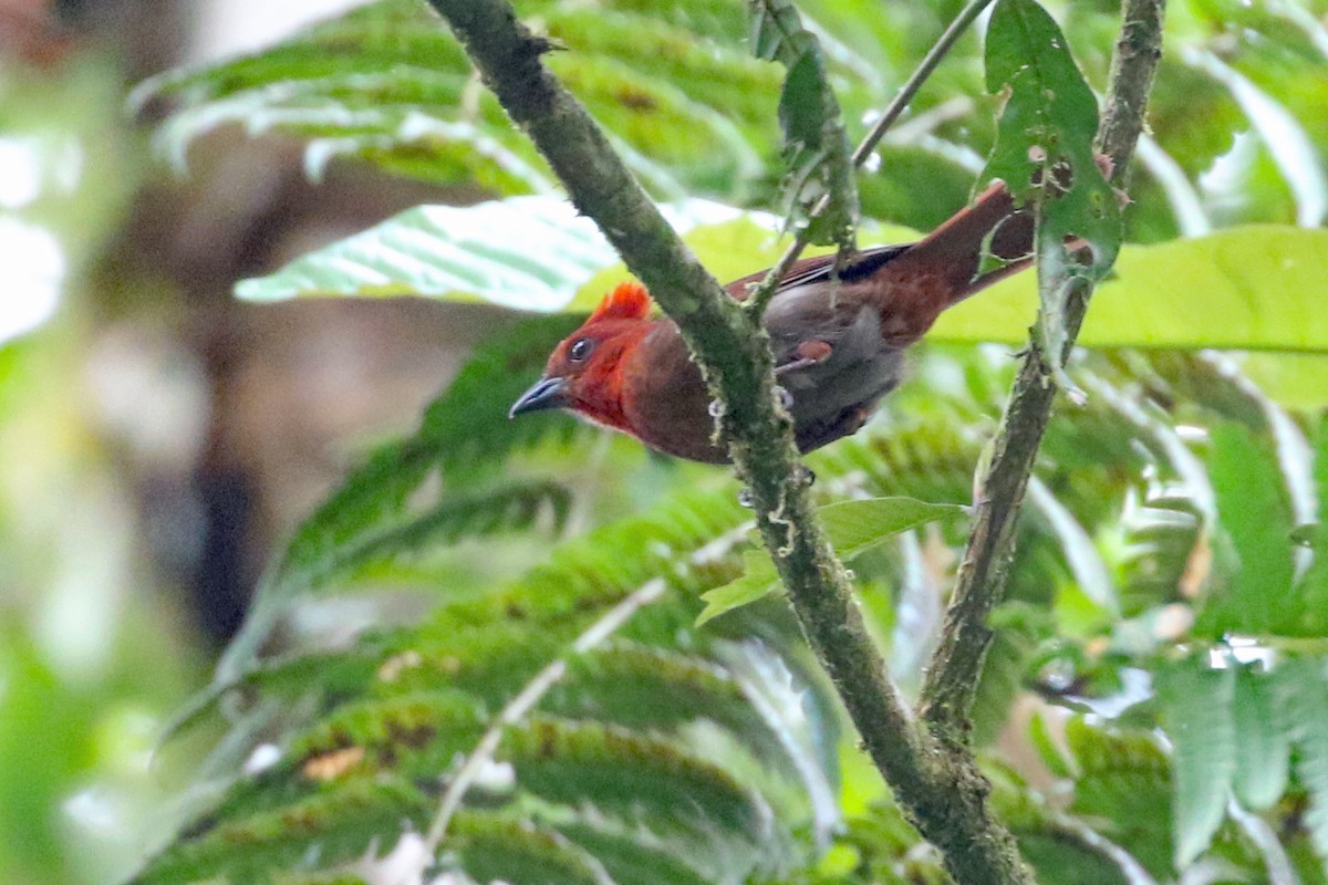 Crested Ant-Tanager - ML641371657