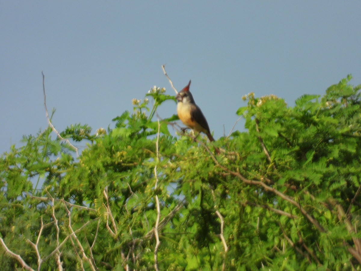 Vermilion Cardinal - ML641371670